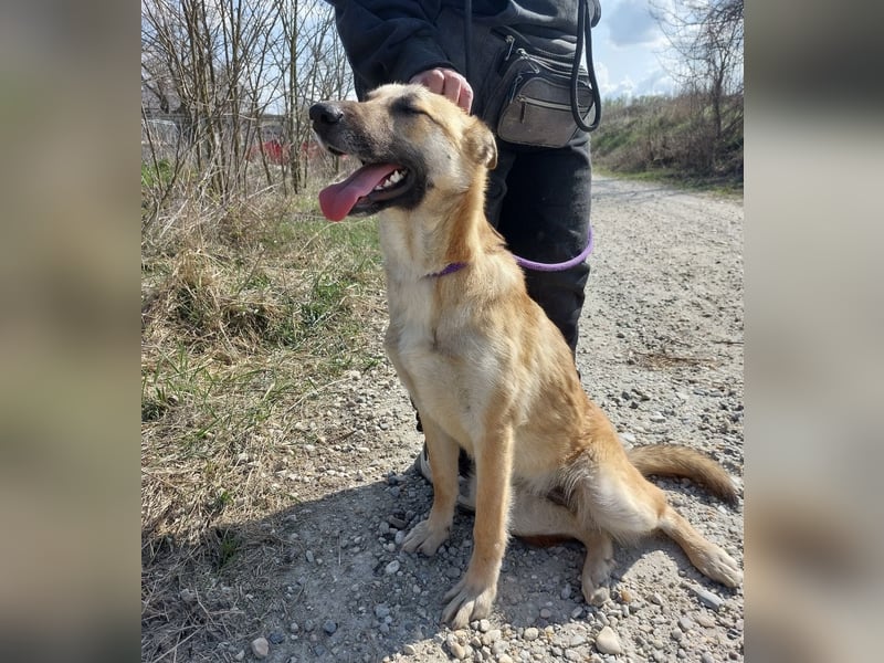 Keira eine sehr liebevolle Hündin