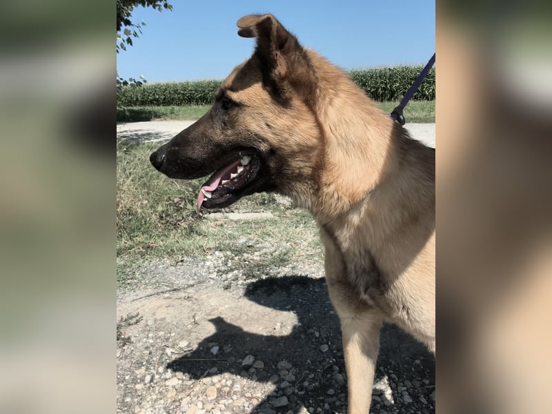 Eddie ein souveräner Begleiter