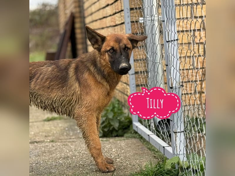 Tilly eine wundervolle Begleiterin fürs Leben