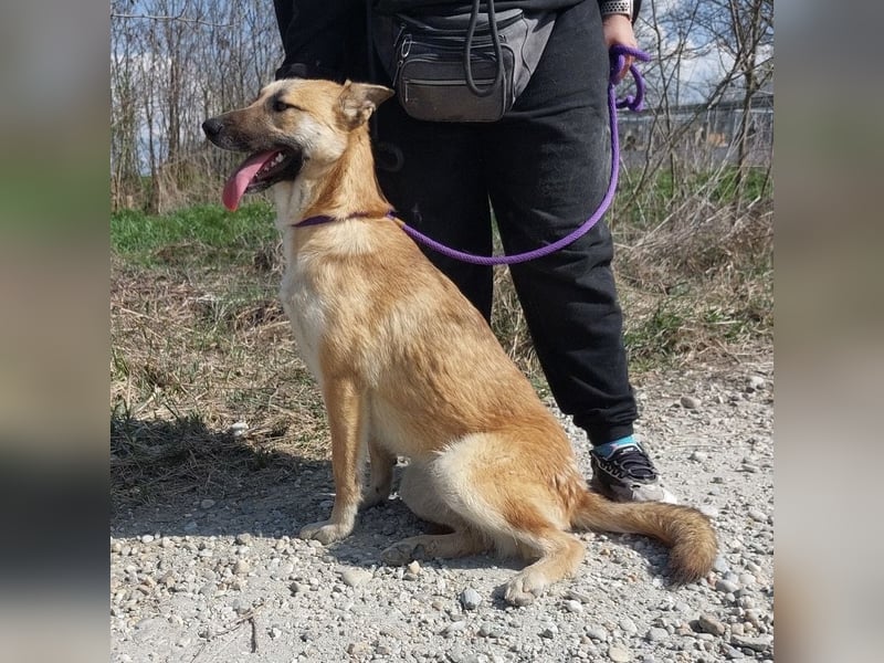 Keira eine sehr liebevolle Hündin