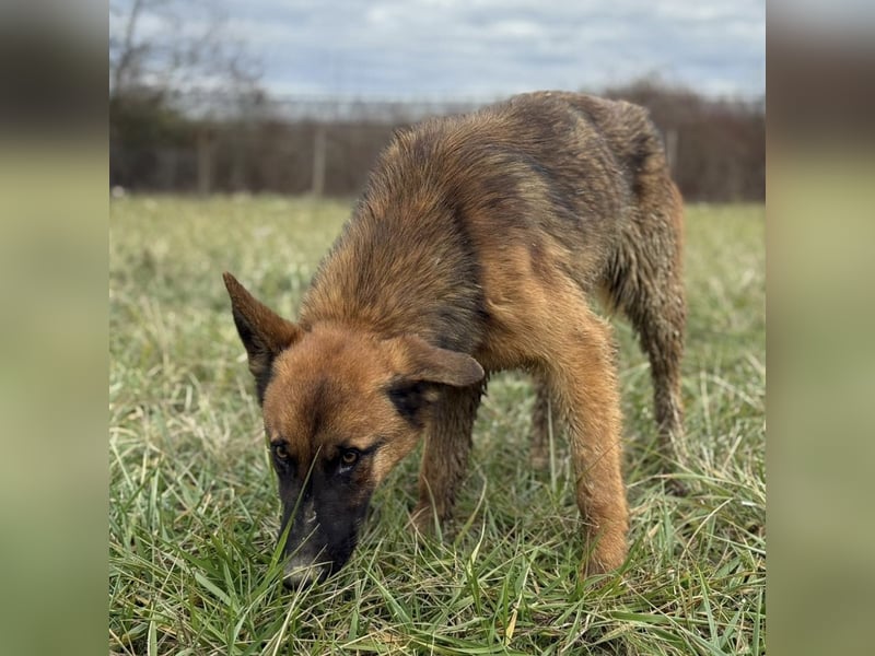 Tilly eine wundervolle Begleiterin fürs Leben
