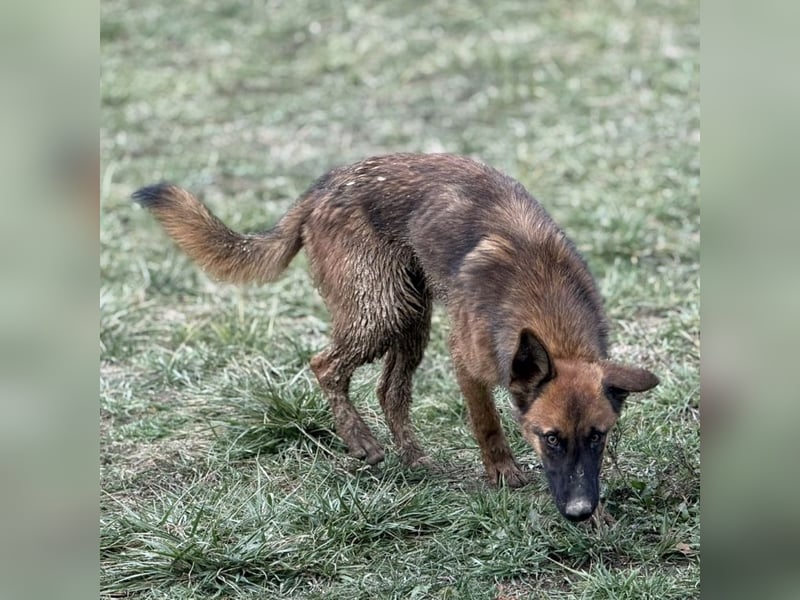 Tilly eine wundervolle Begleiterin fürs Leben