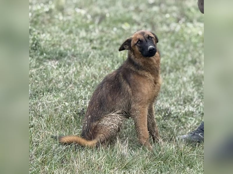 Tilly eine wundervolle Begleiterin fürs Leben