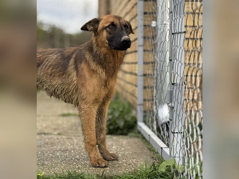 Tilly eine wundervolle Begleiterin fürs Leben