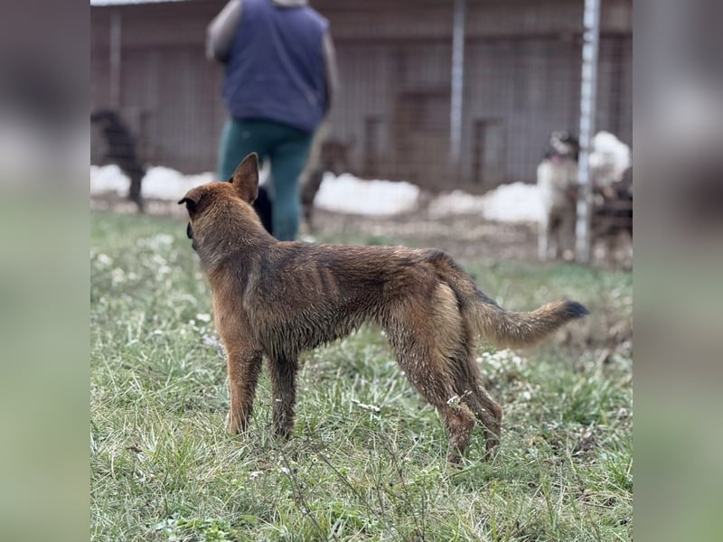 Tilly eine wundervolle Begleiterin fürs Leben