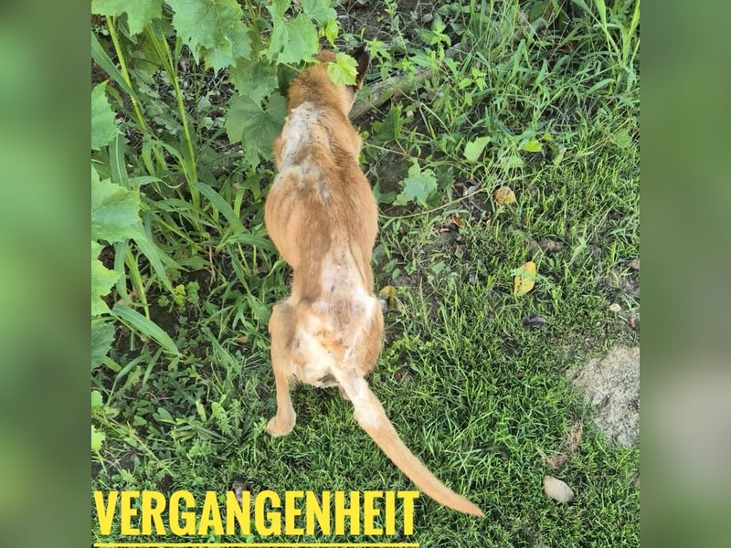 Zeki - hat Hölle hinter sich gelassen