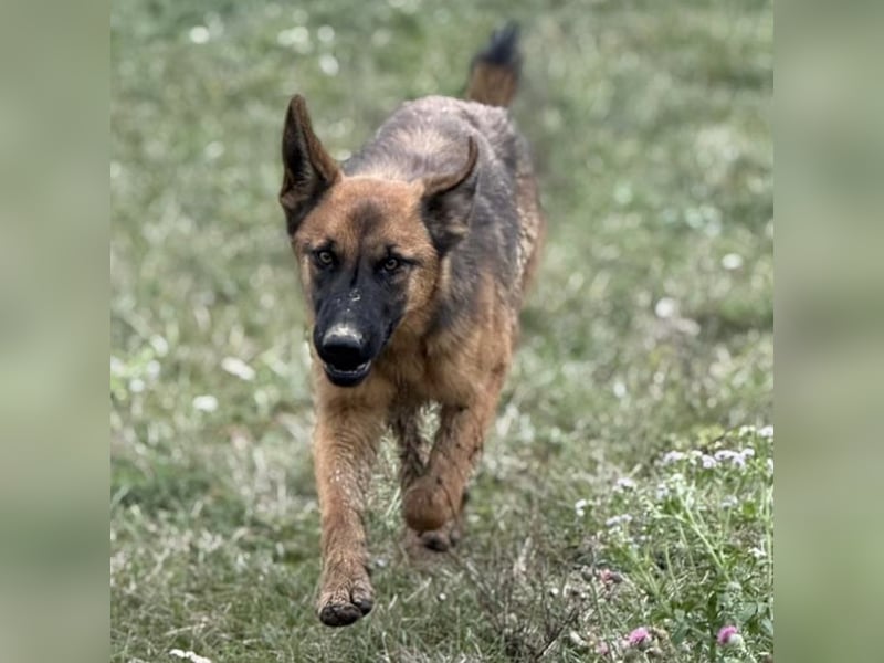 Tilly eine wundervolle Begleiterin fürs Leben