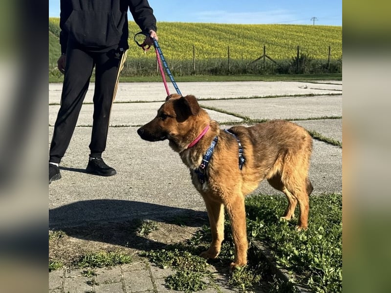 Zander möchte geliebt werden
