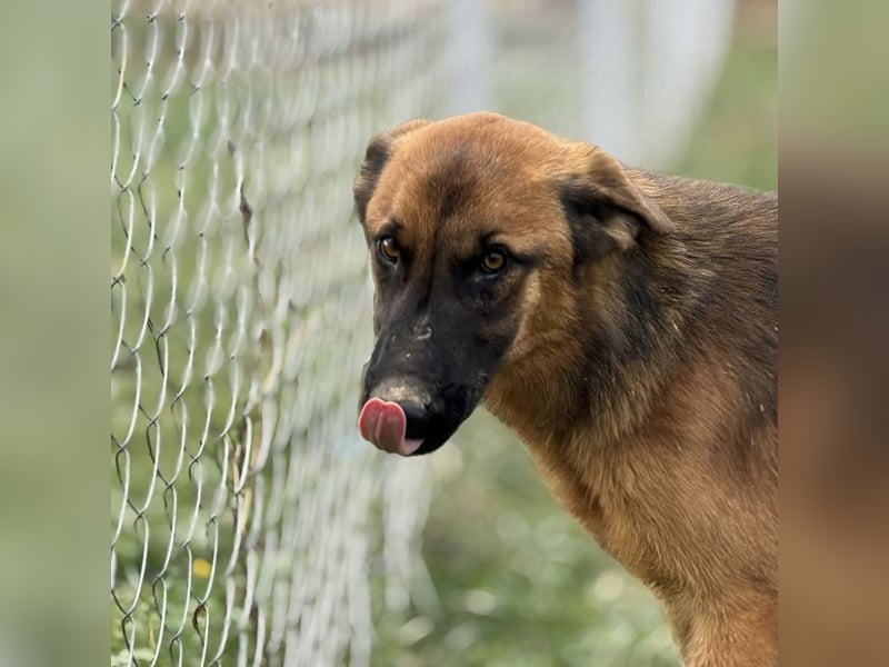 Tilly eine wundervolle Begleiterin fürs Leben