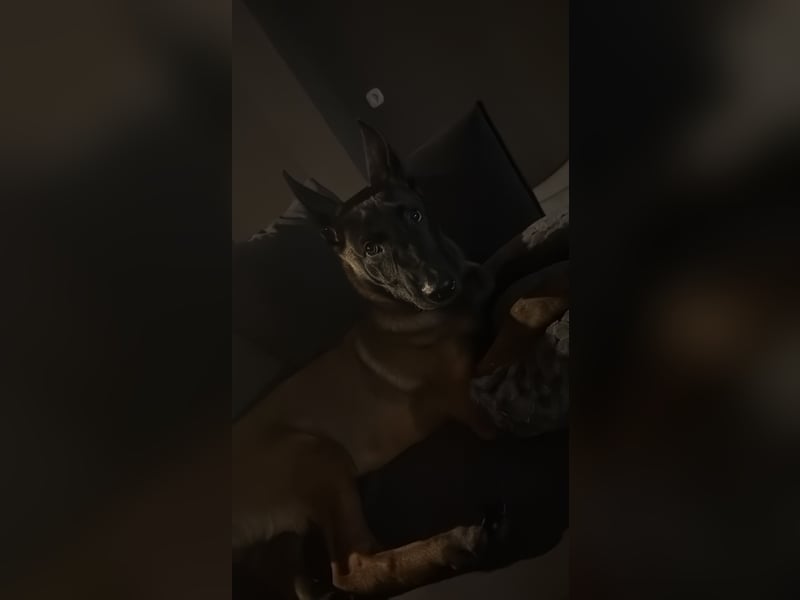 Malinois Xherder