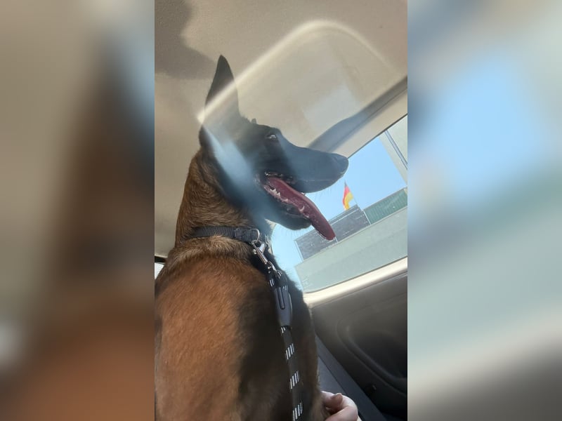 Malinois Xherder