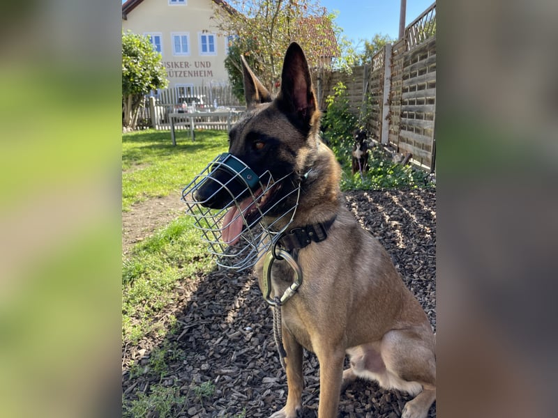 Malinois Rüde Camino