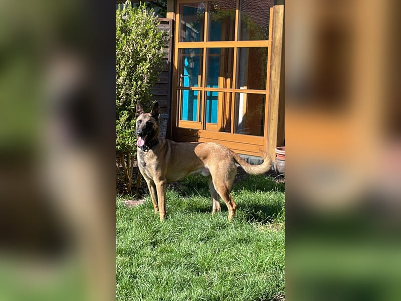 Malinois Rüde Camino