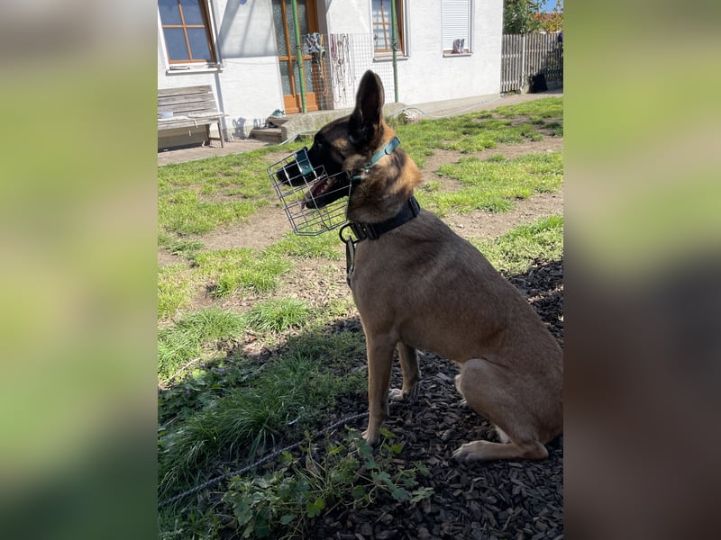 Malinois Rüde Camino