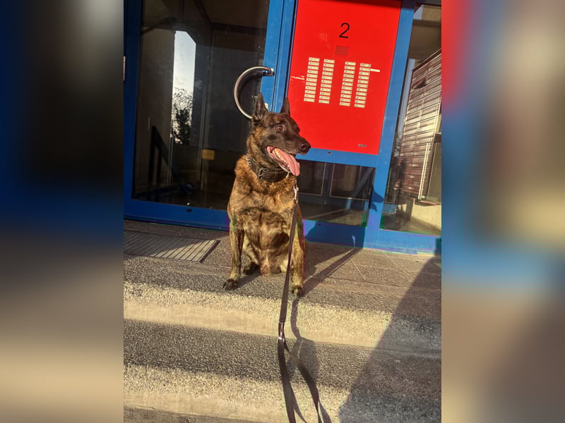 Ich suche ein zuhause für mein geliebten Hund bin obdachlos und schwer verletzt