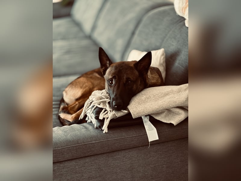 Belgischer Schäferhund (Malinois) – liebevoller, aktiver und treuer Familienhund sucht neues Zuhause