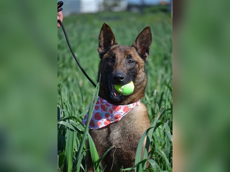 Shari - wunderschöne, aktive, freundliche Malinois-Hündin