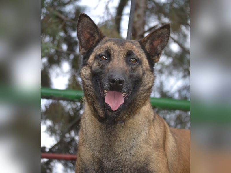 Shari - wunderschöne, aktive, freundliche Malinois-Hündin