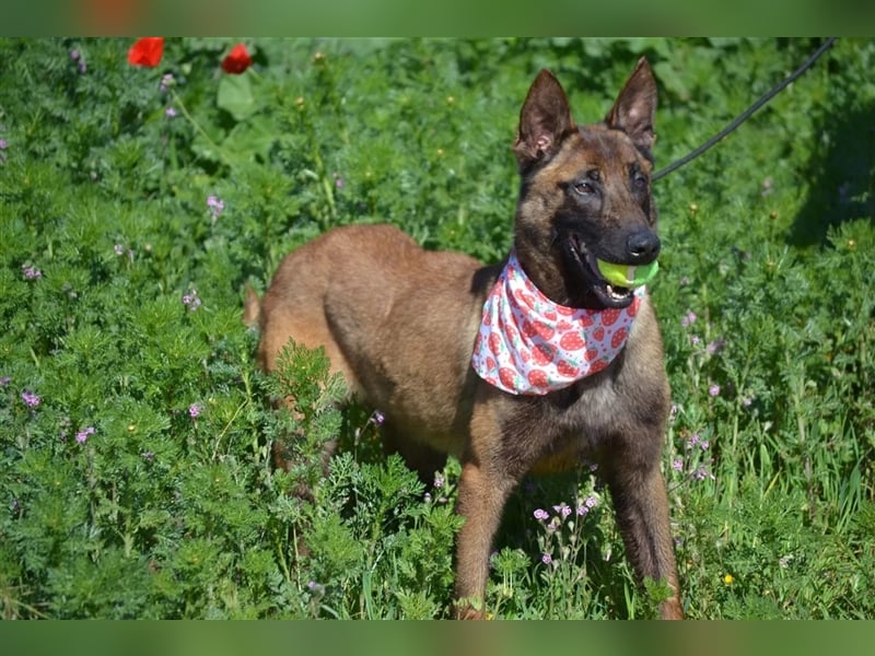 Shari - wunderschöne, aktive, freundliche Malinois-Hündin