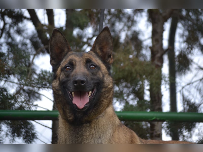 Shari - wunderschöne, aktive, freundliche Malinois-Hündin