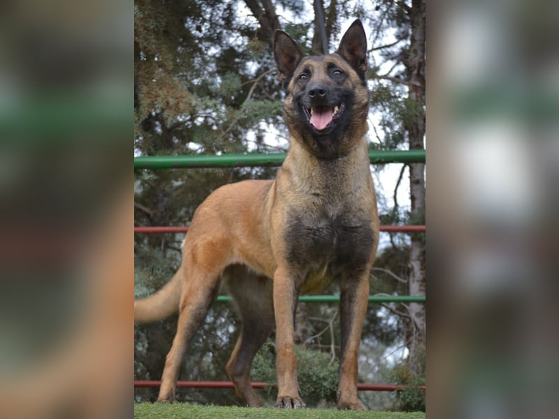 Shari - wunderschöne, aktive, freundliche Malinois-Hündin