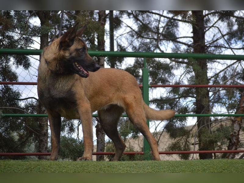 Shari - wunderschöne, aktive, freundliche Malinois-Hündin