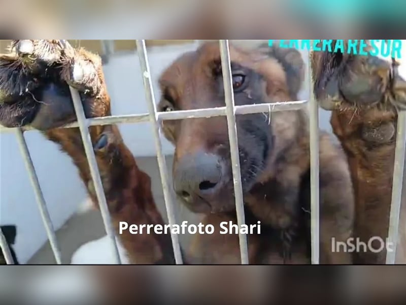 Shari - wunderschöne, aktive, freundliche Malinois-Hündin