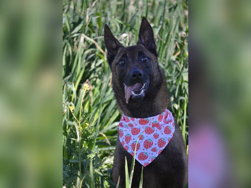 Shari - wunderschöne, aktive, freundliche Malinois-Hündin