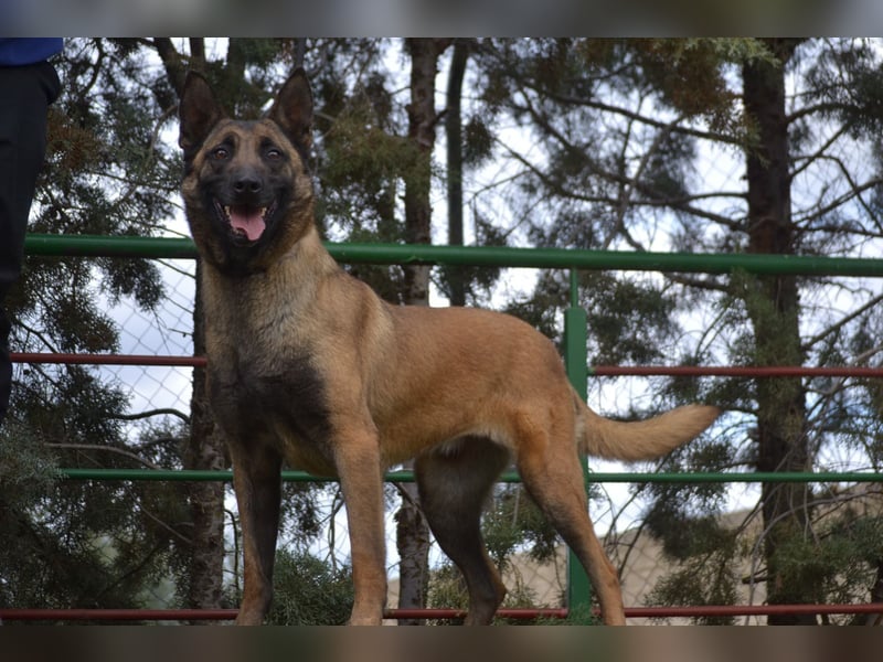 Shari - wunderschöne, aktive, freundliche Malinois-Hündin