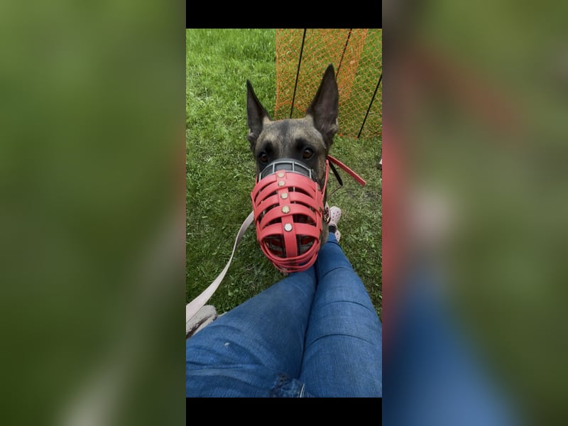 Sportlicher Mali sucht führungskompetentes Zuhause