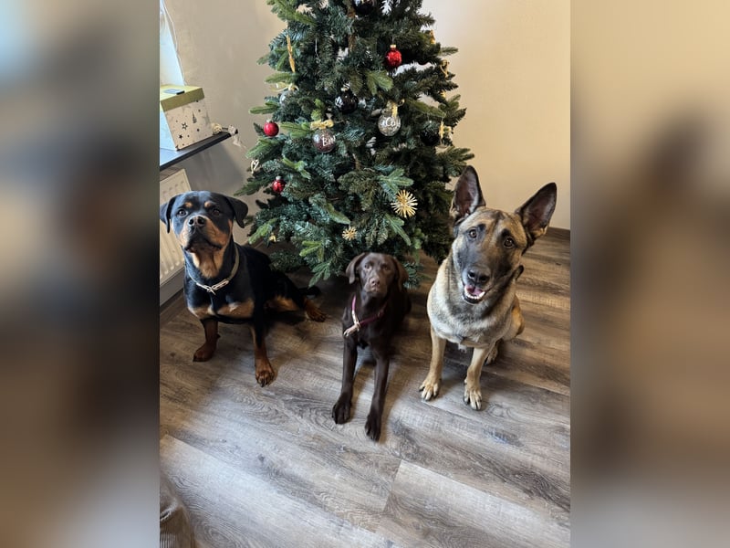 Sportlicher Mali sucht führungskompetentes Zuhause