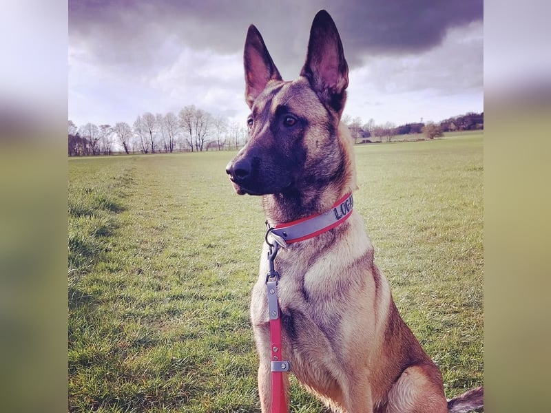 Sportlicher Mali sucht führungskompetentes Zuhause