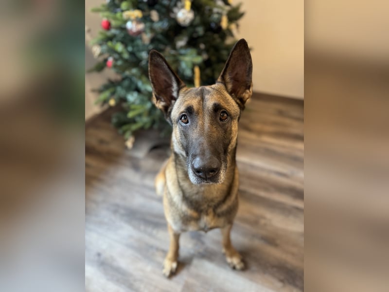 Sportlicher Mali sucht führungskompetentes Zuhause