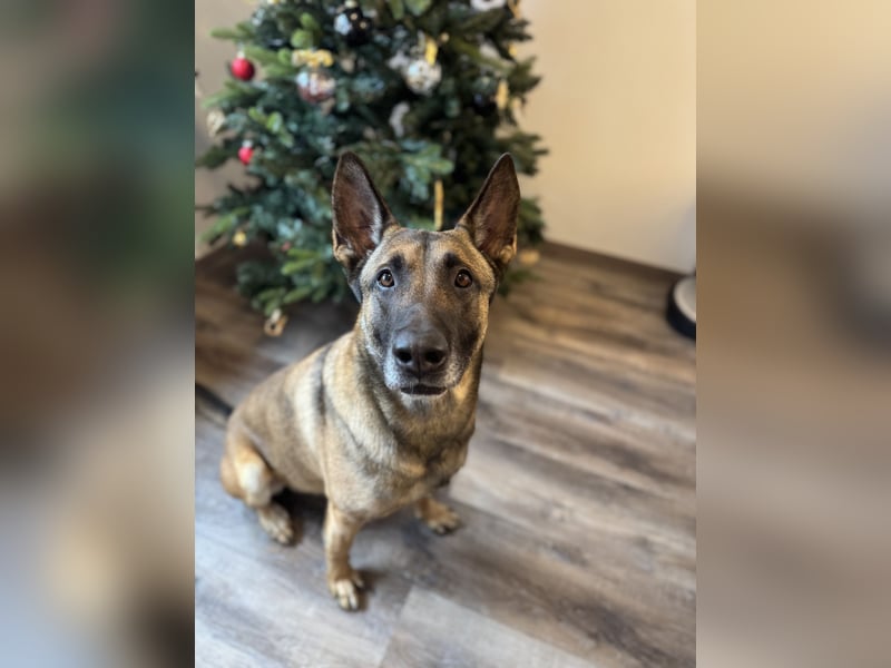 Sportlicher Mali sucht führungskompetentes Zuhause