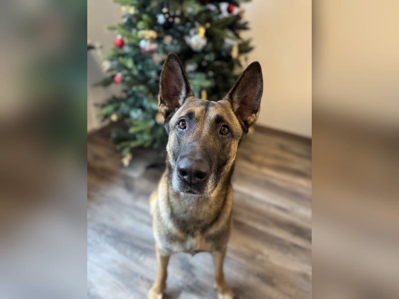 Sportlicher Mali sucht führungskompetentes Zuhause