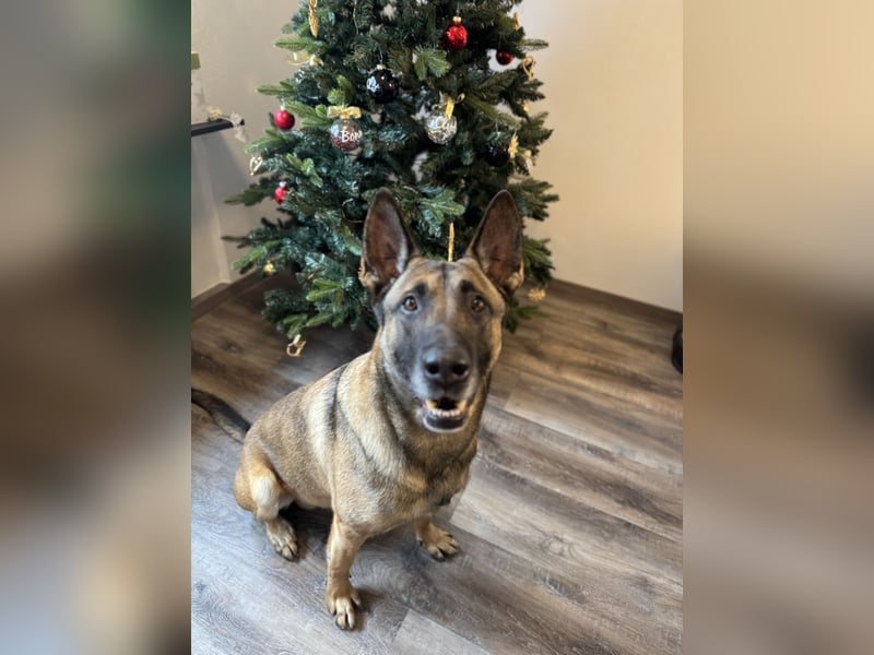 Sportlicher Mali sucht führungskompetentes Zuhause