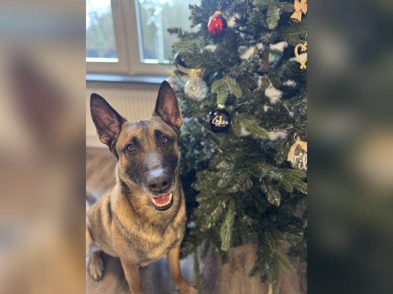 Sportlicher Mali sucht führungskompetentes Zuhause