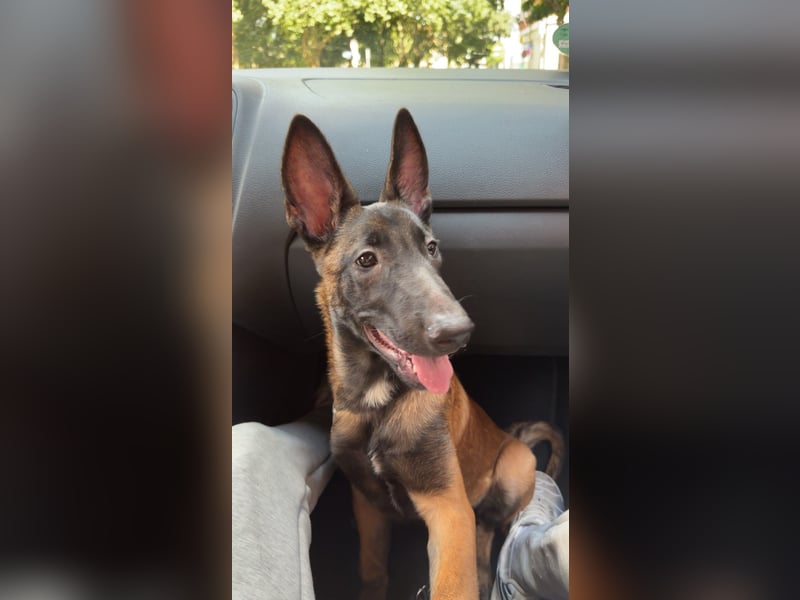 Malinois Belgischer schäferhund