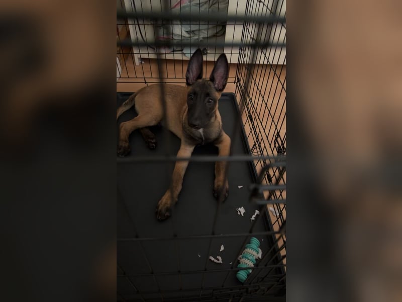 Malinois Belgischer schäferhund