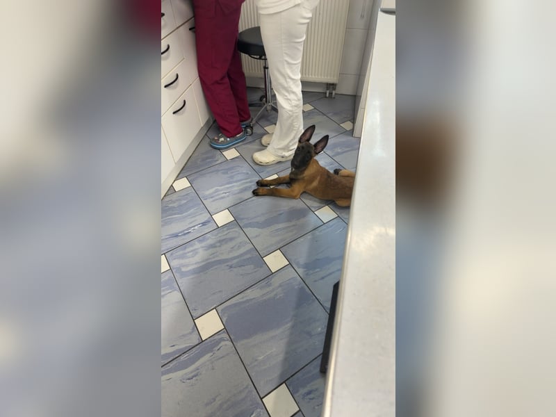 Malinois Belgischer schäferhund