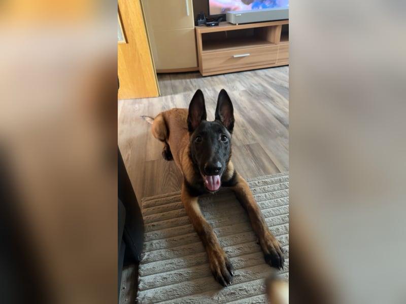Malinois Belgischer schäferhund