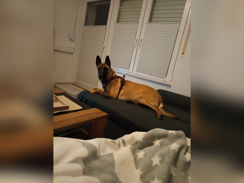 Belgischer Schäferhündin