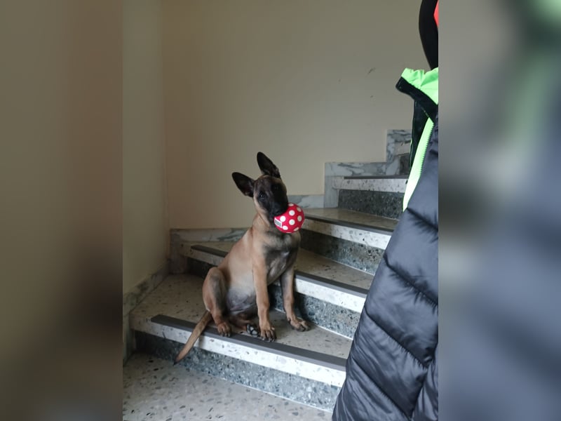 Belgischer Schäferhündin