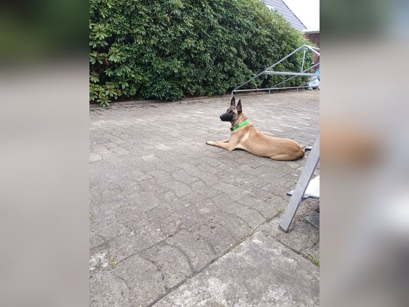 Belgischer Schäferhündin