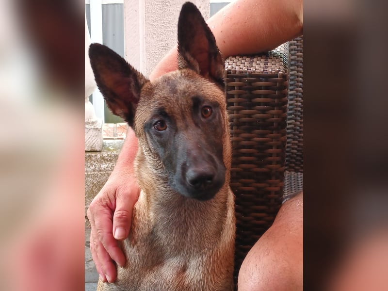 Belgischer Schäferhündin