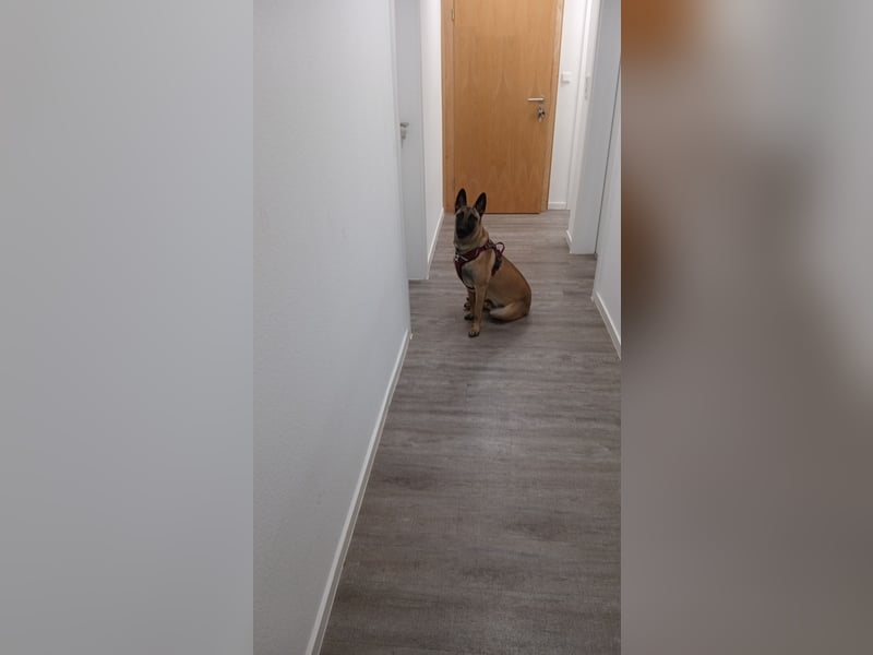 Belgischer Schäferhündin