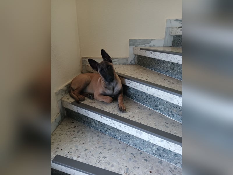 Belgischer Schäferhündin