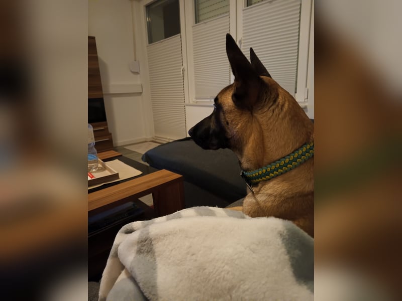 Belgischer Schäferhündin