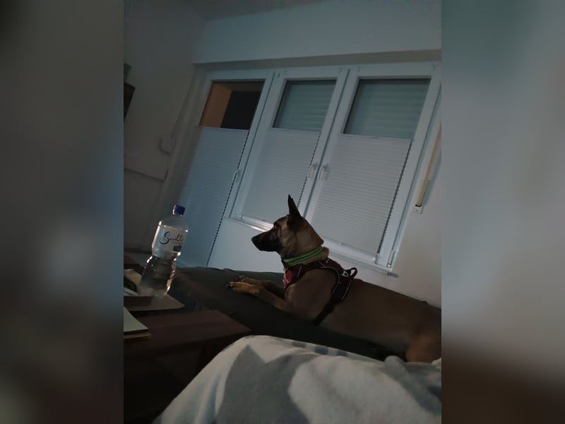 Belgischer Schäferhündin