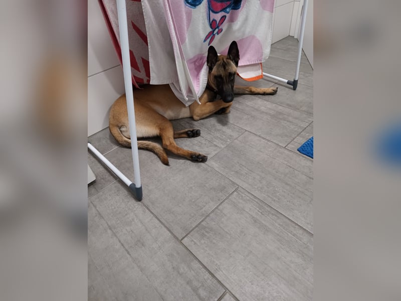 Belgischer Schäferhündin